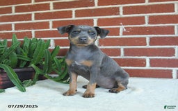 Miniature Pinscher dogs for sale: Josie - Image 7