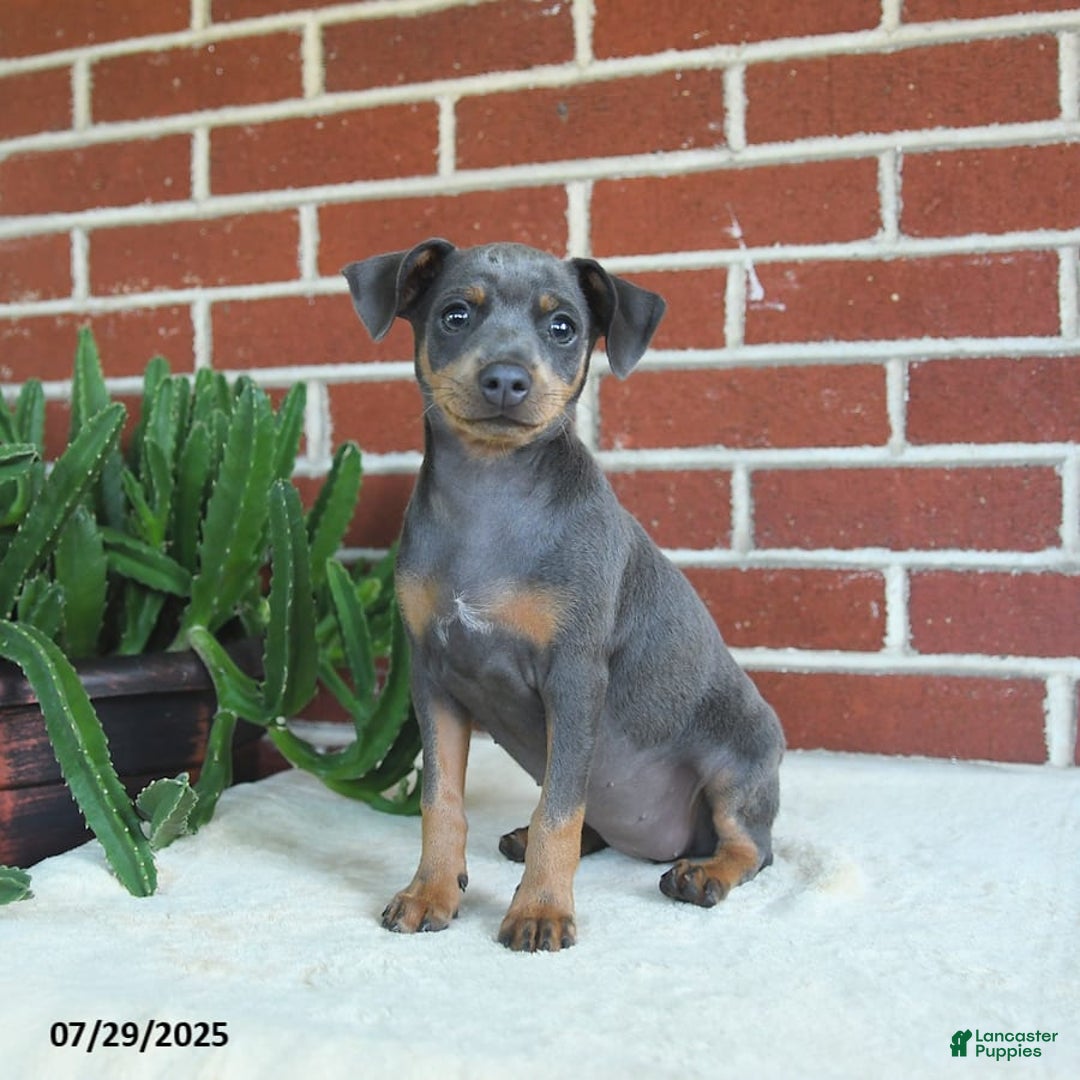 Miniature Pinscher dogs for sale: Josie - Image 7