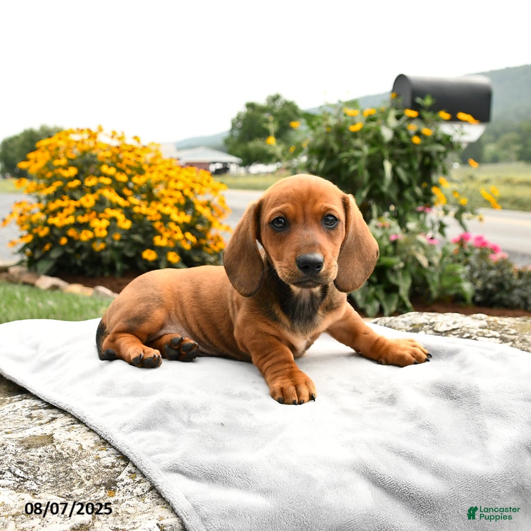 Miniature Dachshund dogs for sale: Champ - Image 4