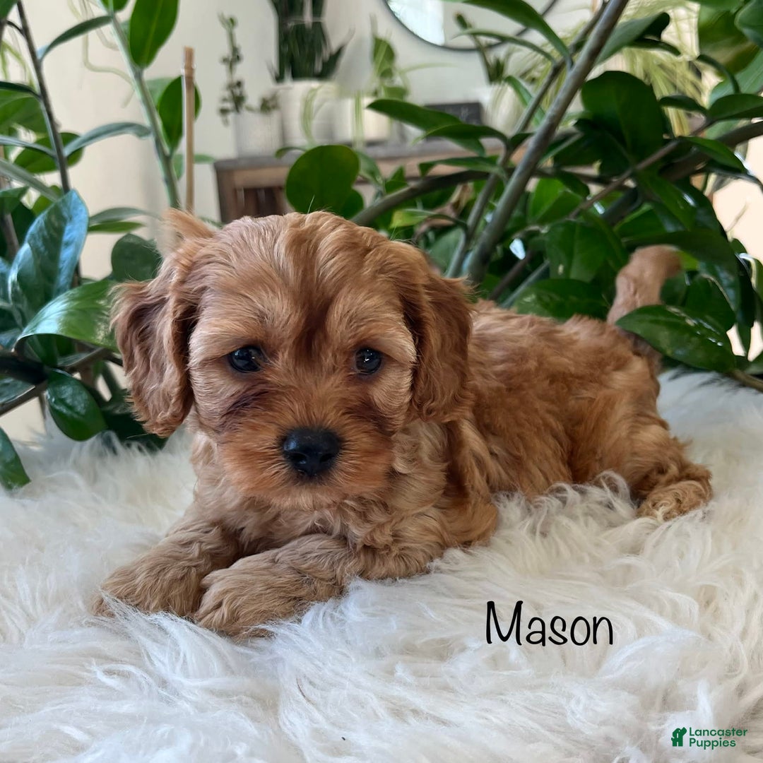 Cavapoo dogs for sale: Mason - Image 1