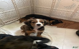 Bernedoodle dogs for sale: Harriet - Image 10