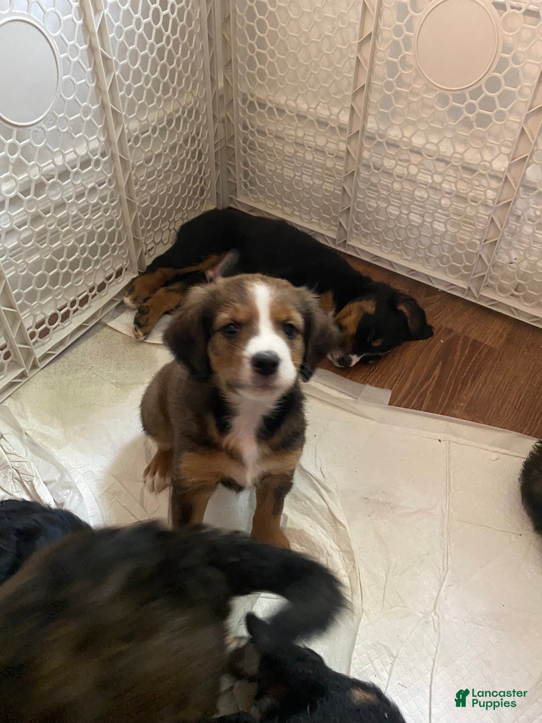 Bernedoodle dogs for sale: Harriet - Image 10