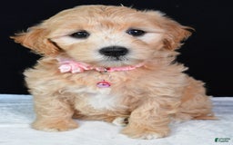 Maltipoo dogs for sale: Beauty - Image 2