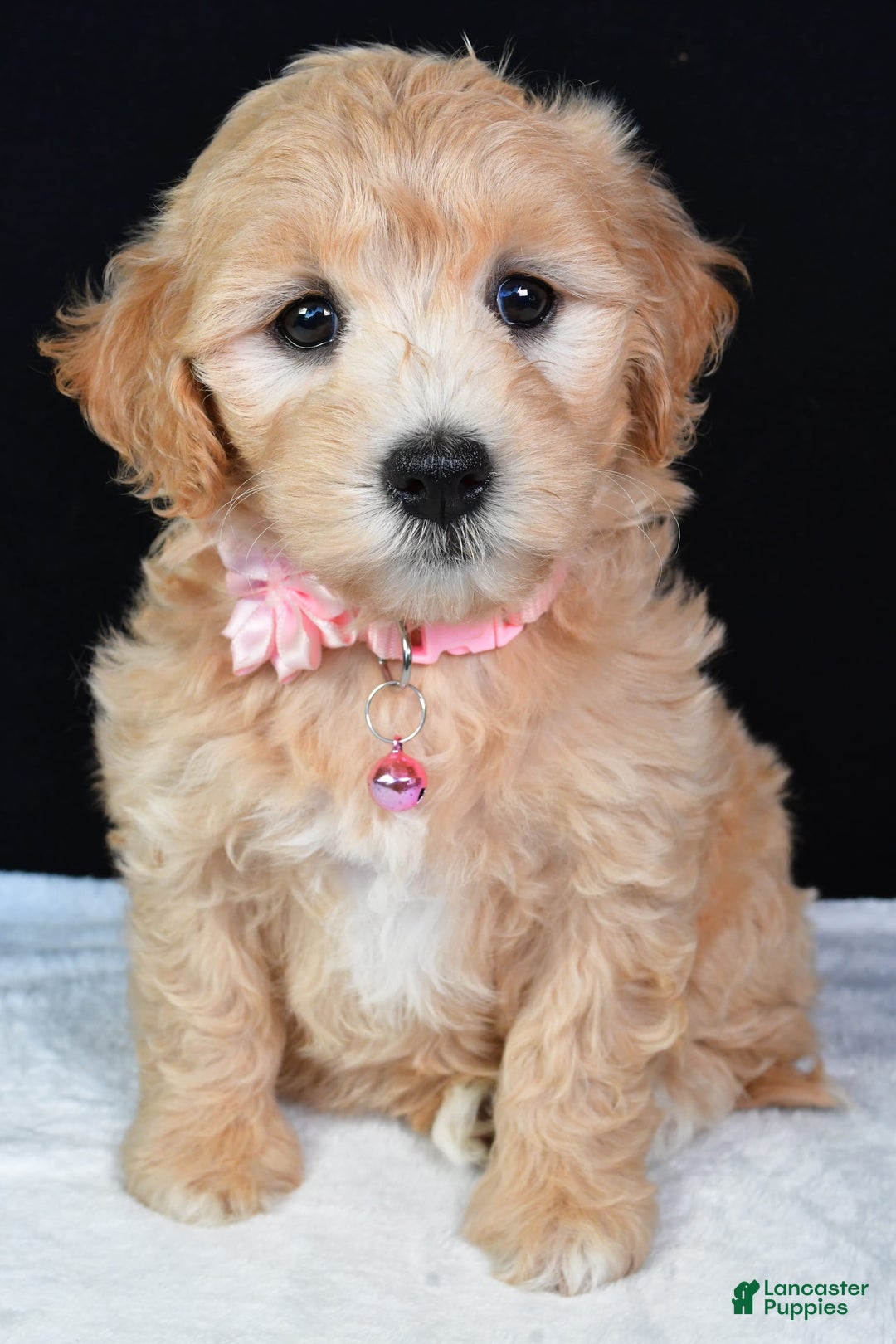 Maltipoo dogs for sale: Beauty - Image 2