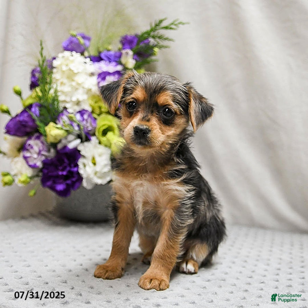 Jack Russell Terrier dogs for sale: Remy - Image 2