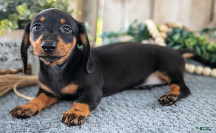 Miniature Dachshund dogs for sale - Ad 5