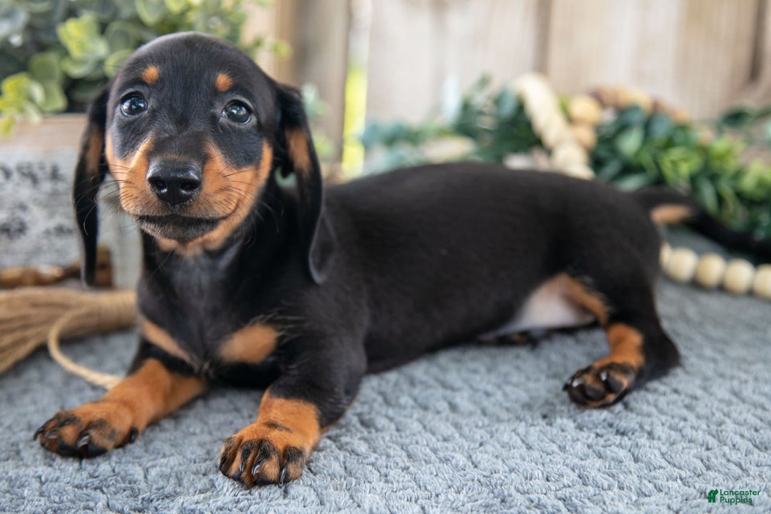 Miniature Dachshund dogs for sale: Diamond - Image 1