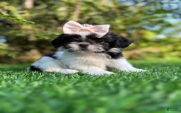 Shih Tzu dogs for sale: Jill - Image 2
