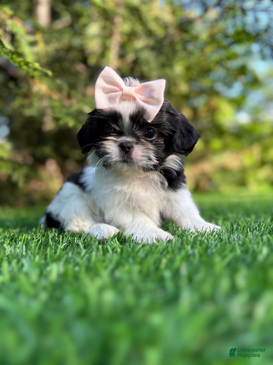 Shih Tzu dogs for sale: Jill - Image 2