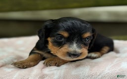 Miniature Dachshund dogs for sale: Dusty - Image 7