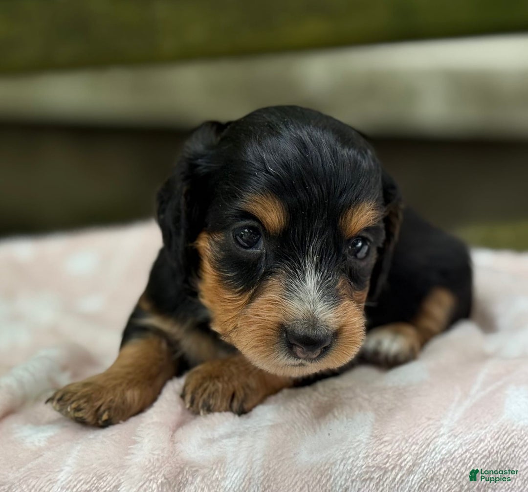 Miniature Dachshund dogs for sale: Dusty - Image 7