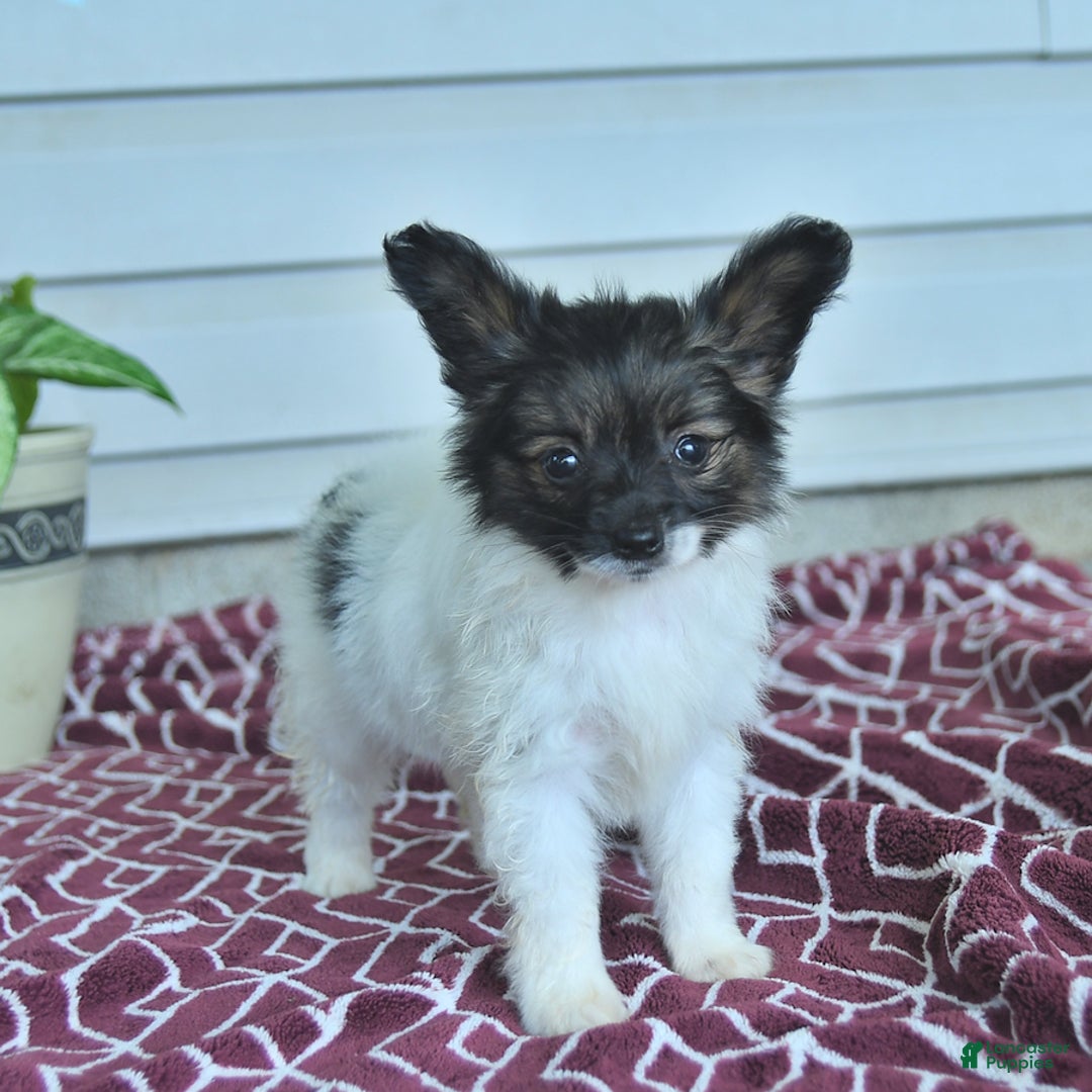 Papillon dogs for sale: Mia - Image 3