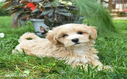 Maltipoo dogs for sale: Faith - Image 1