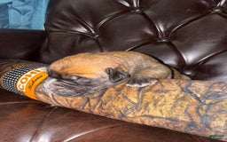 South African Boerboels dogs for sale: Debo - Image 4