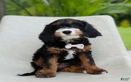 Cavapoo dogs for sale: Amber - Image 2
