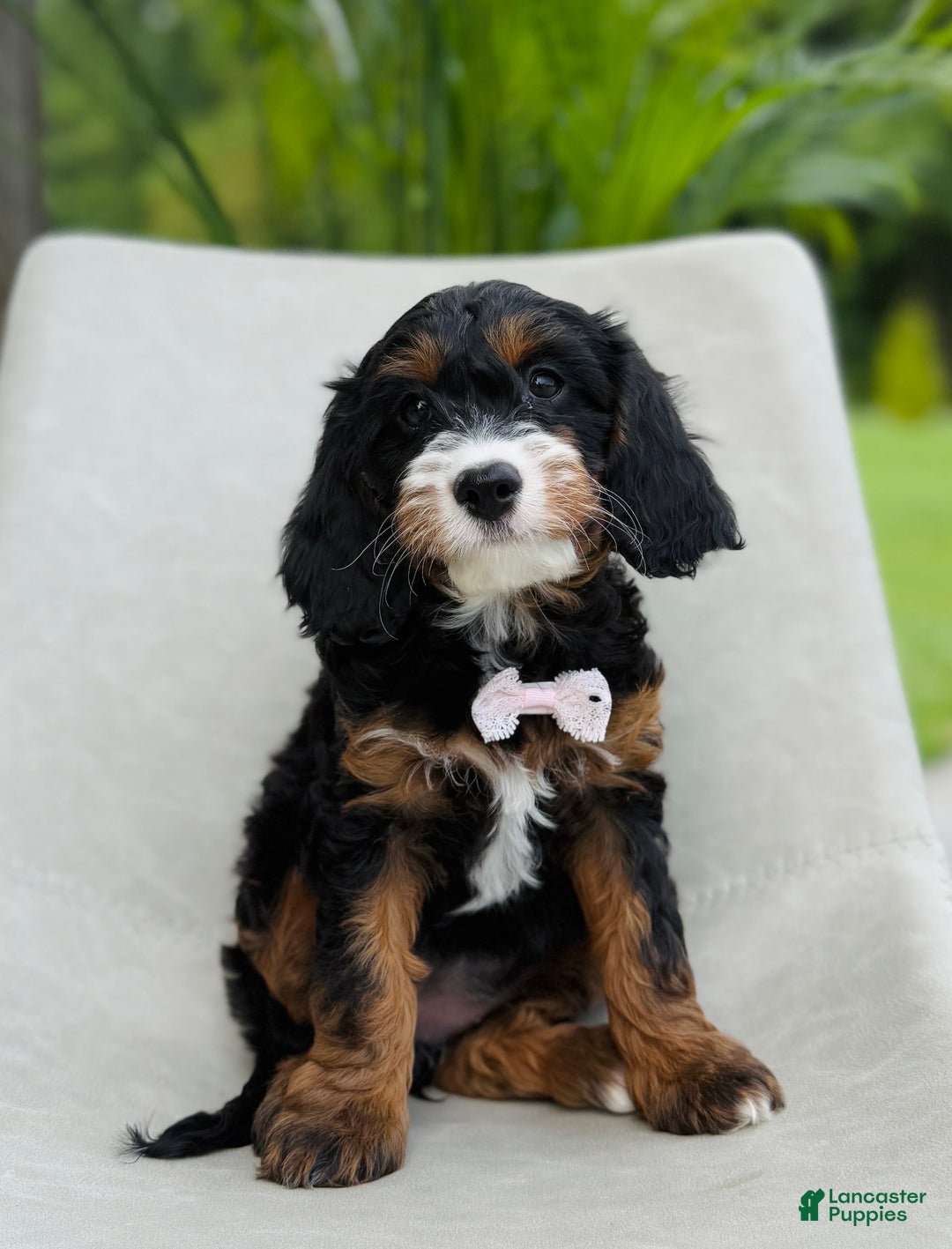 Cavapoo dogs for sale: Amber - Image 2