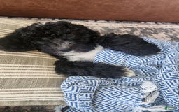 Bernedoodle dogs for sale: Denver - Image 6