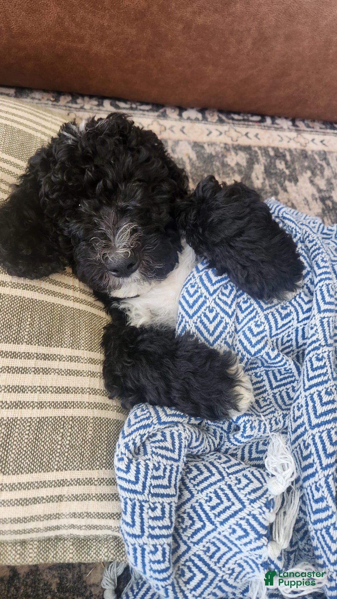 Bernedoodle dogs for sale: Denver - Image 6