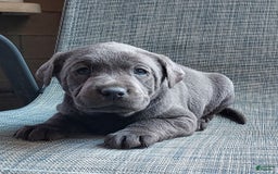Labrador Retriever dogs for sale: Ken - Image 1