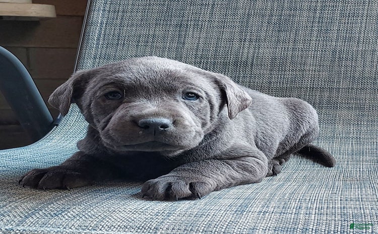 Labrador Retriever dogs for sale - Ad 4