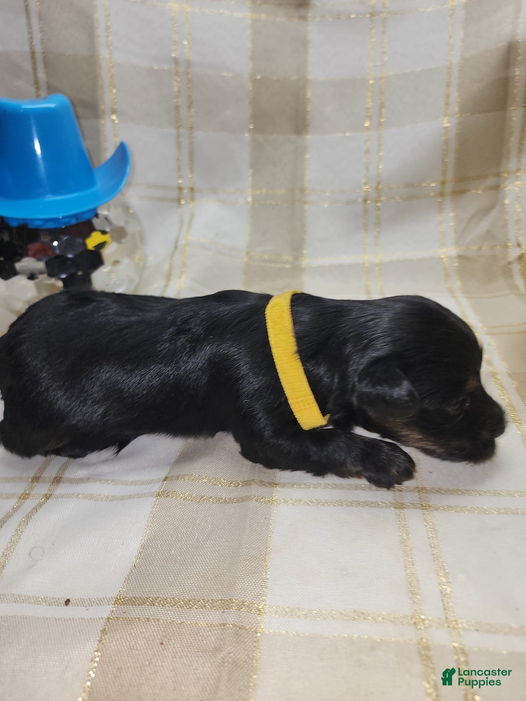Yorkshire Terrier dogs for sale: Ernie - Image 2
