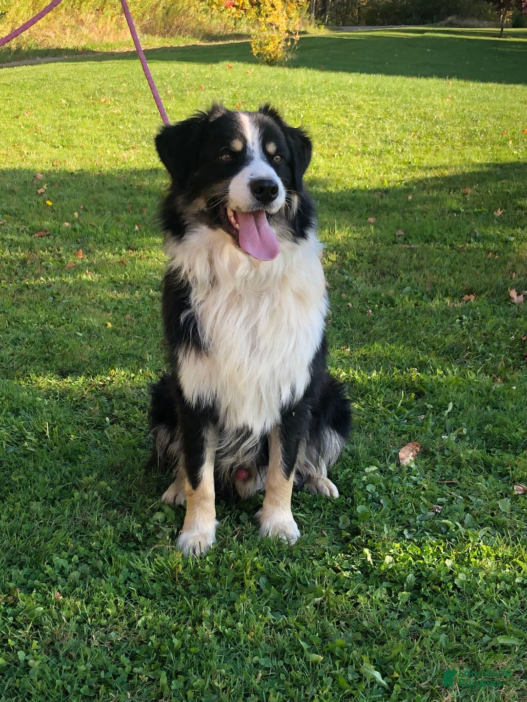 Australian Shepherd dogs for sale: Sami H2 - Image 12
