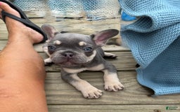 French Bulldog dogs for sale: Blaze - Image 2