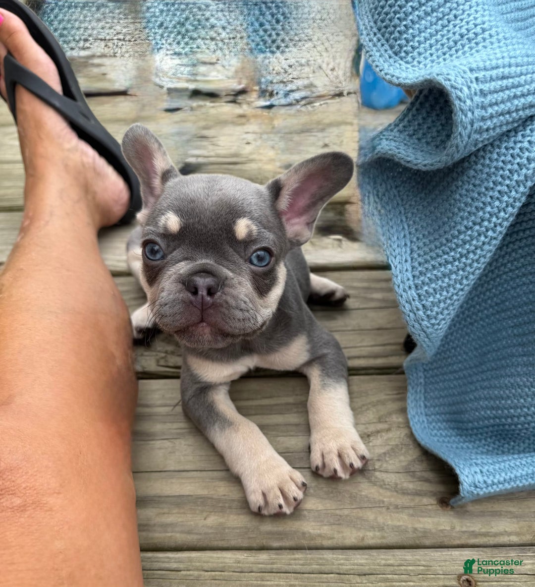 French Bulldog dogs for sale: Blaze - Image 2