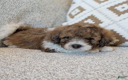Saint Berdoodles dogs for sale: Massy Mini Saint Berdoodle - Image 2