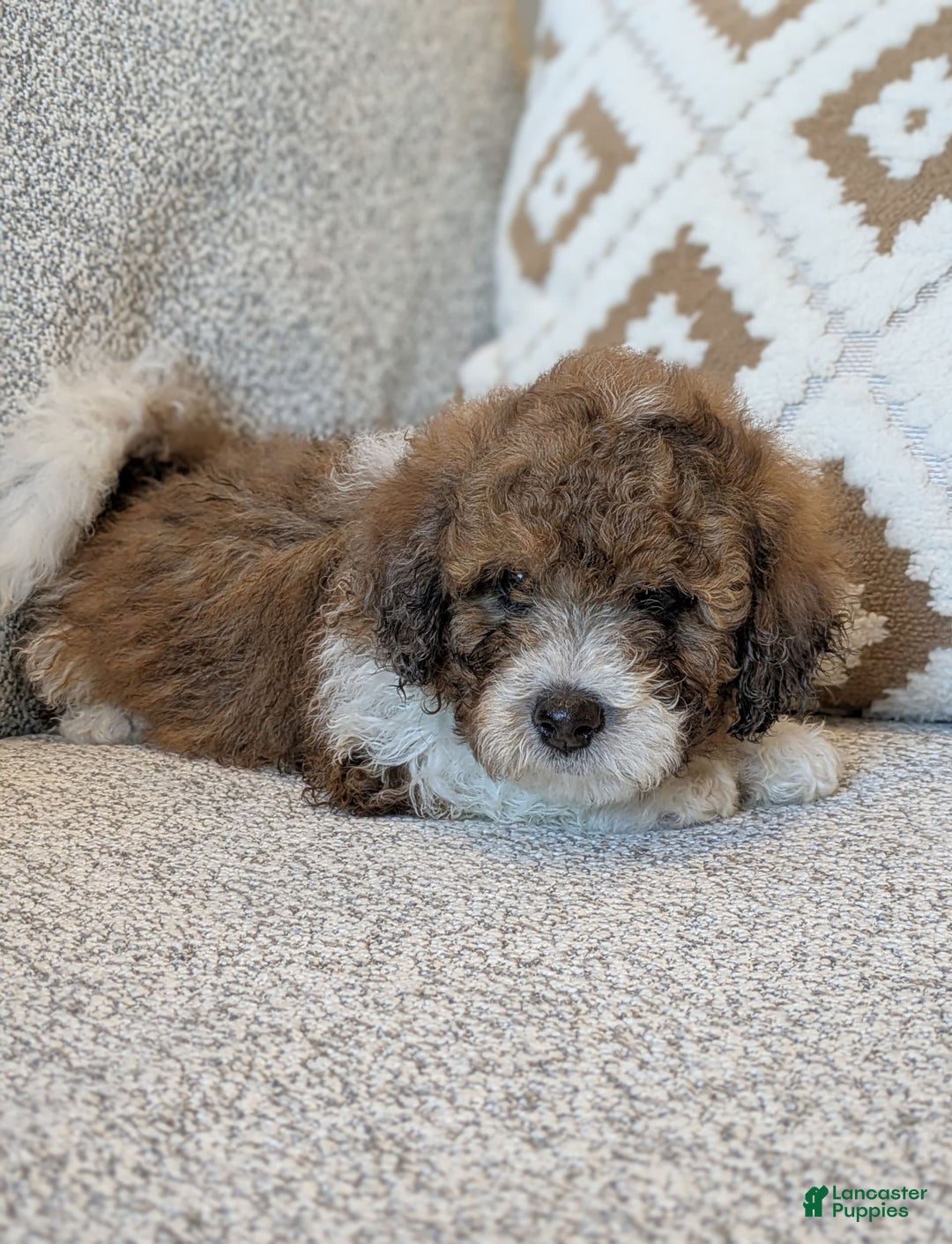 Saint Berdoodles dogs for sale: Massy Mini Saint Berdoodle - Image 2