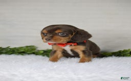 Beaglier dogs for sale: Wrangler - Image 3