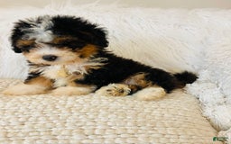 Mini Bernedoodle dogs for sale: Strawberry Shortcake - Image 6