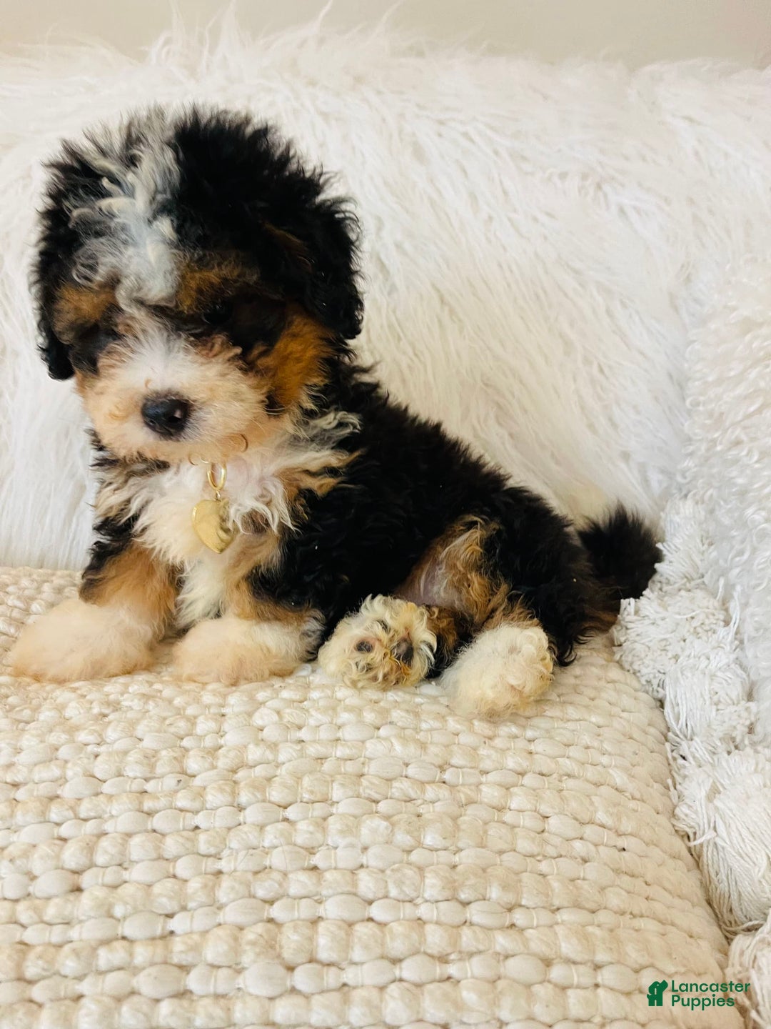 Mini Bernedoodle dogs for sale: Strawberry Shortcake - Image 6
