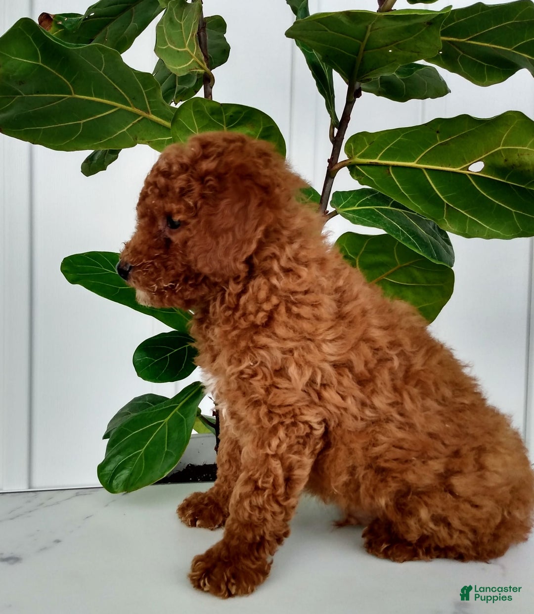 Miniature Poodle dogs for sale: Trigger - Image 2
