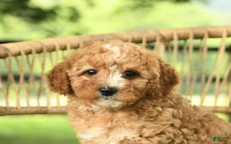 Mini Bernedoodle dogs for sale: Hazel - Image 3