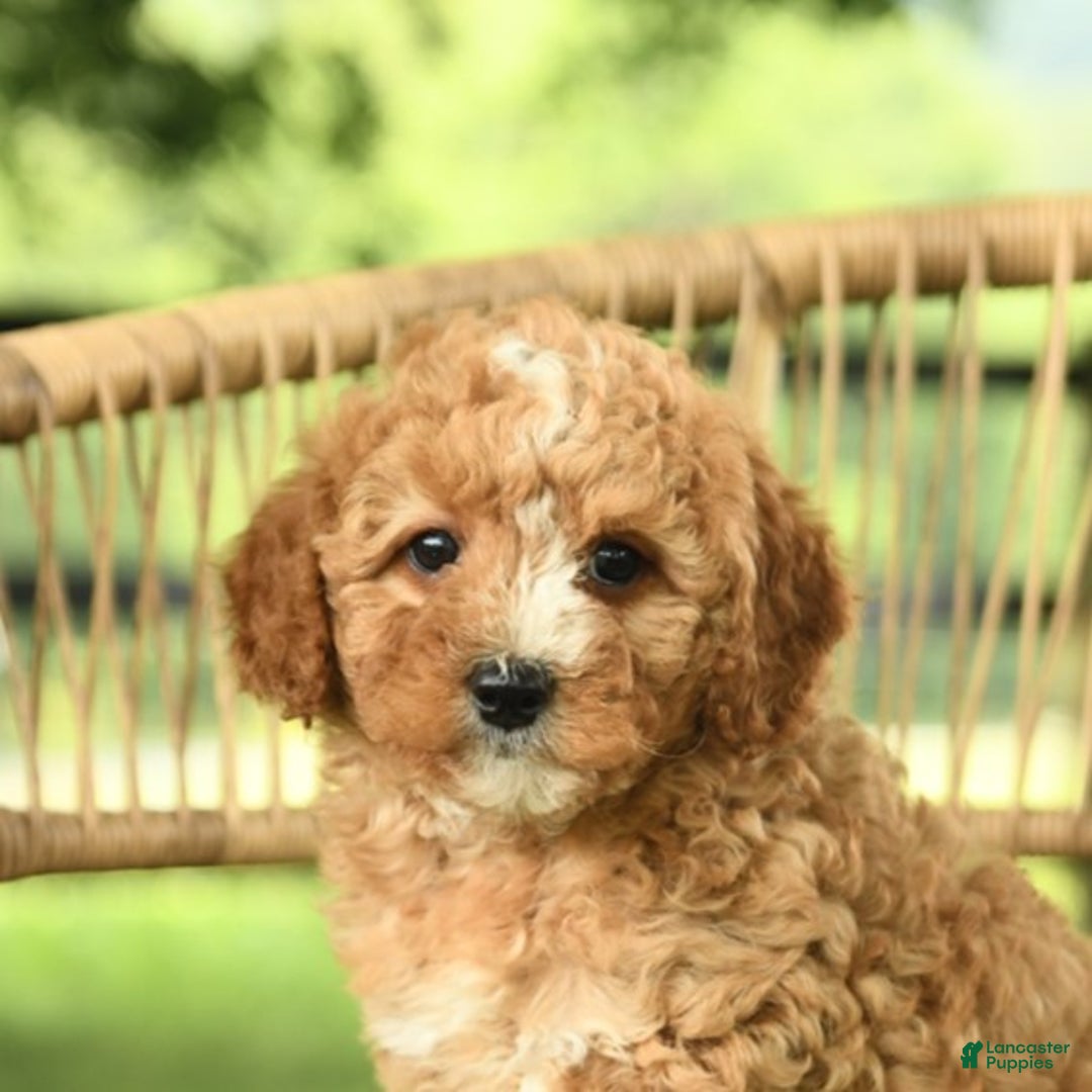 Mini Bernedoodle dogs for sale: Hazel - Image 3
