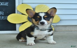 Welsh Corgi Pembroke dogs for sale: Muffin - Image 5