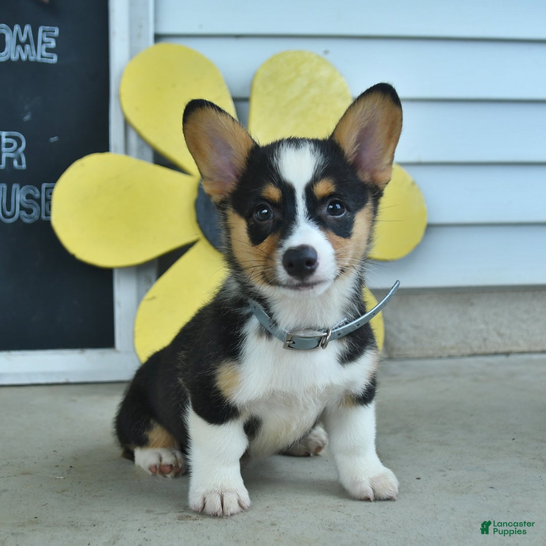 Welsh Corgi Pembroke dogs for sale: Muffin - Image 5