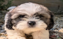 Lhasa Apso dogs for sale: Kodiak - Image 1