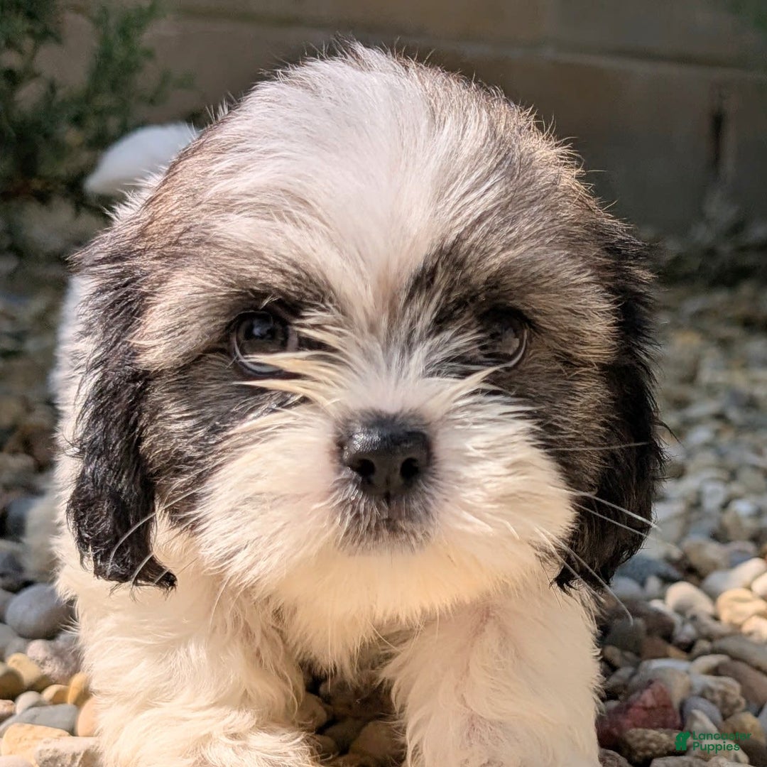 Lhasa Apso dogs for sale: Kodiak - Image 1