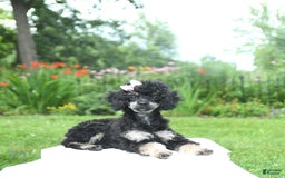 Toy Poodle dogs for sale: Twinkle - Image 14