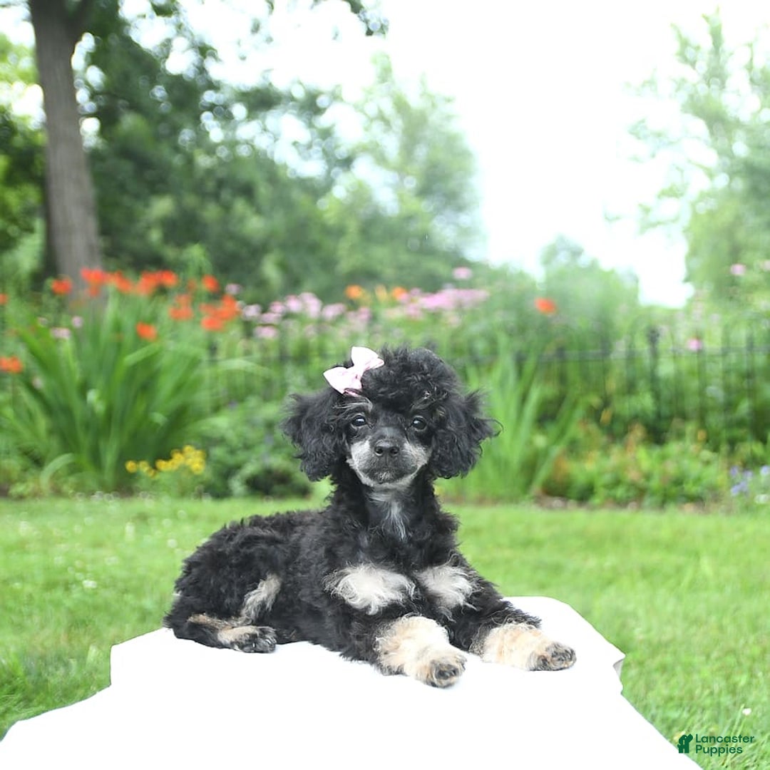 Toy Poodle dogs for sale: Twinkle - Image 14