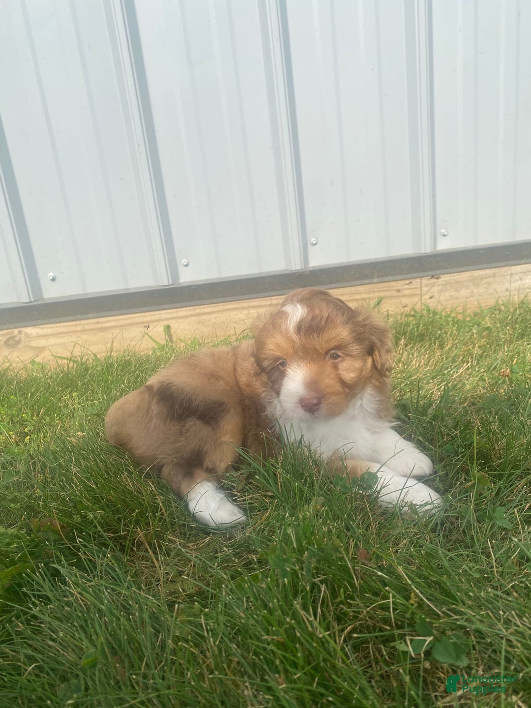 Mini Aussiedoodle dogs for sale: Bandit - Image 8