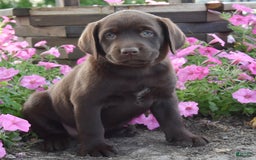 Labrador Retriever dogs for sale: Carrie - Image 4