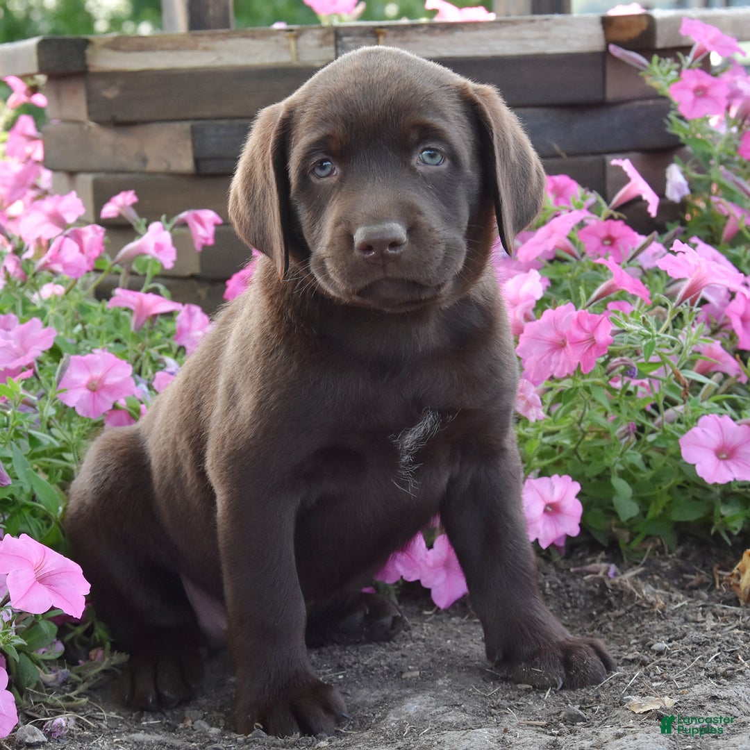 Labrador Retriever dogs for sale: Carrie - Image 4
