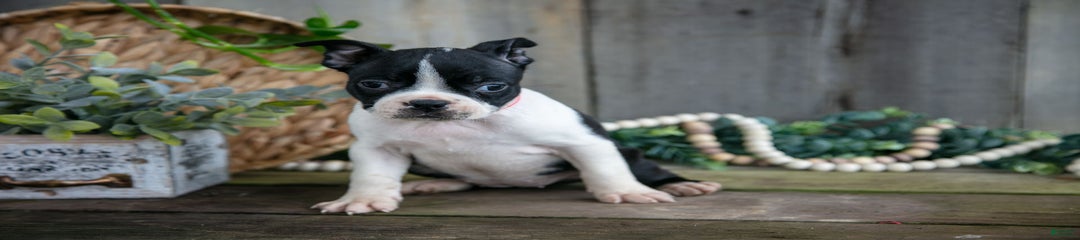Petunia