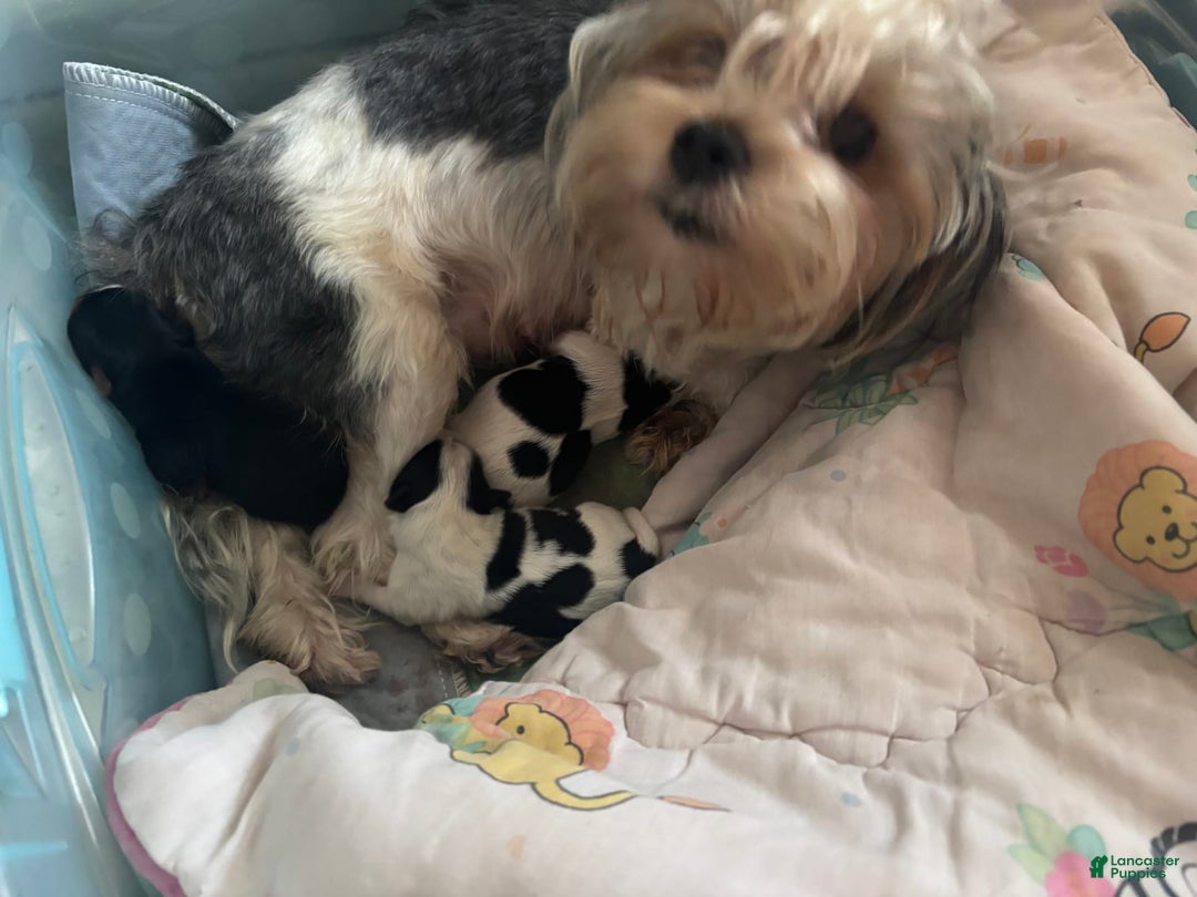 Biewer Terrier dogs for sale: Felix - Image 3