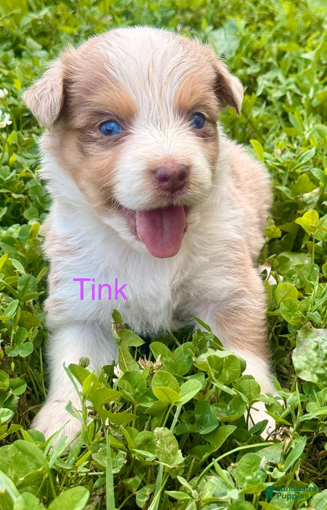 Australian Shepherd dogs for sale: Tink - Image 1