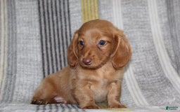 Miniature Dachshund dogs for sale: Zack - Image 9