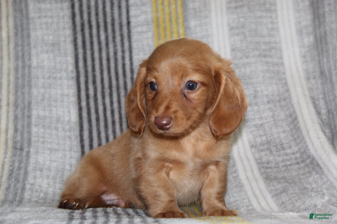 Miniature Dachshund dogs for sale: Zack - Image 9